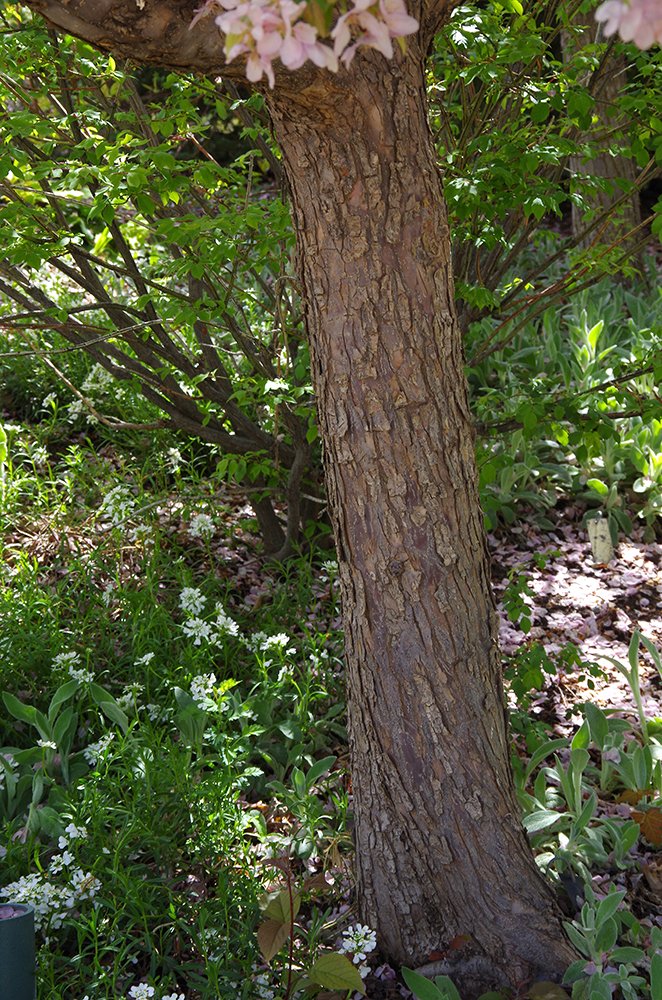 Malus 'Indian Magic' Trunk JMH18.JPG