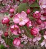 Malus 'Indian Summer' Flower.JPG