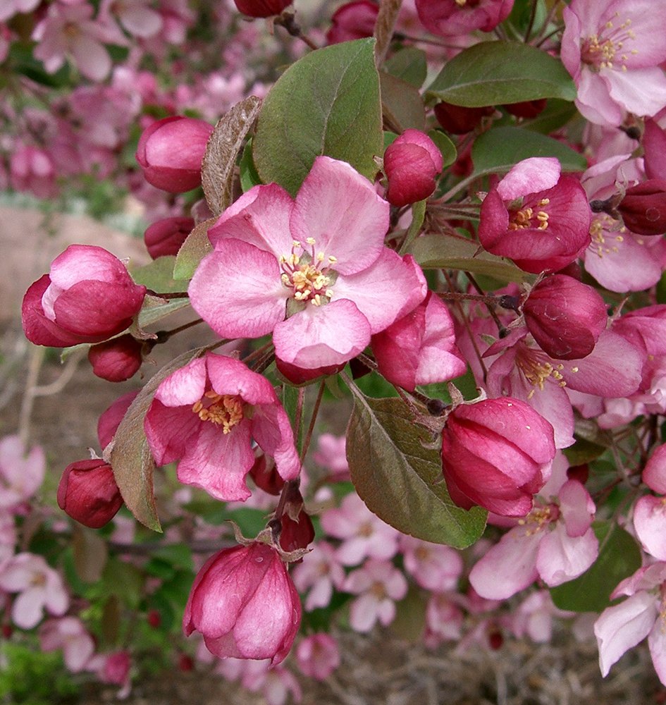 Malus 'Indian Summer' Flower.JPG