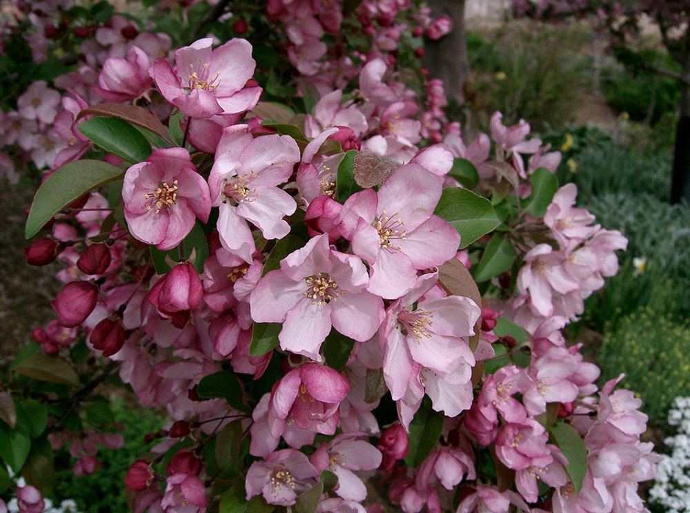 Malus 'Indian Summer' Flowers.JPG