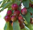 Malus 'Indian Summer' Fruits JWB.JPG