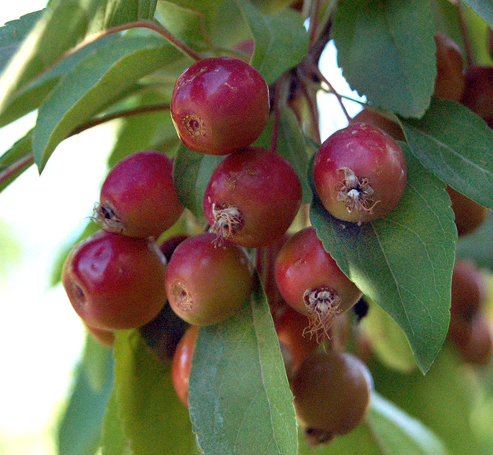 Malus 'Indian Summer' Fruits JWB.JPG