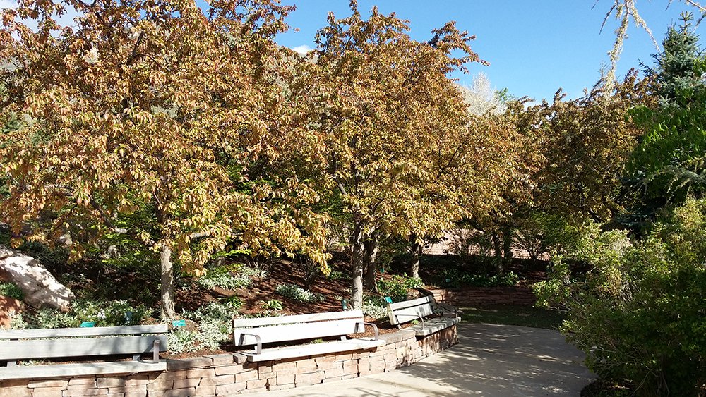 Malus 'Indian Summer' Habit MTT15.jpg