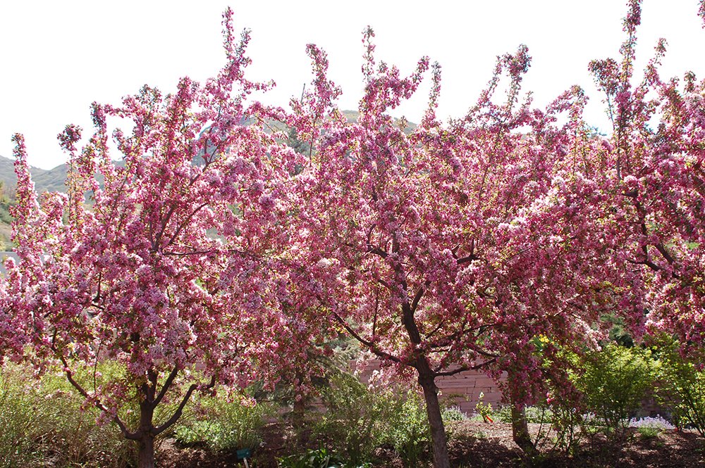 Malus 'Indian Summer' Habit in Flower JWB.JPG