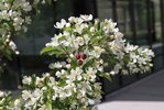 Malus 'Jewelcole' Flower Fruit SQS14.JPG