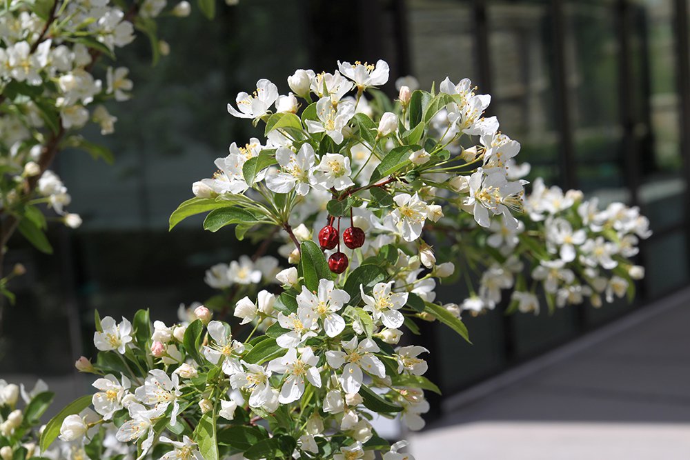 Malus 'Jewelcole' Flower Fruit SQS14.JPG