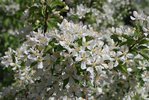 Malus 'Jewelcole' Flowers 1 JWB18.JPG