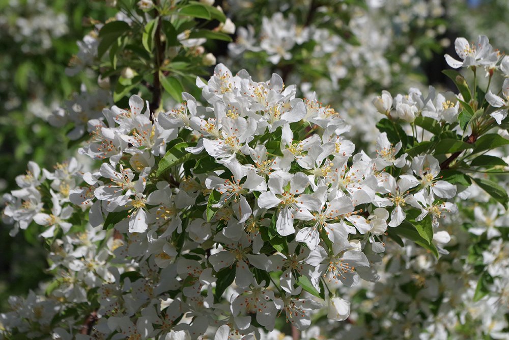 Malus 'Jewelcole' Flowers 1 JWB18.JPG