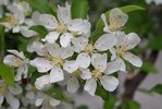 Malus 'Jewelcole' Flowers 1 JWB19.JPG