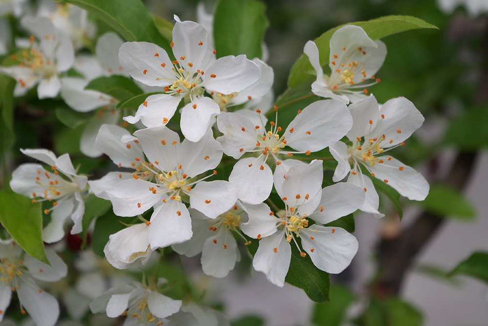 Malus 'Jewelcole' Flowers 1 JWB19.JPG