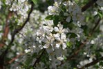 Malus 'Jewelcole' Flowers 2 JWB18.JPG