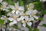 Malus 'Jewelcole' Flowers 2 JWB19.JPG