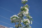 Malus 'Jewelcole' Flowers 3 JWB18.JPG