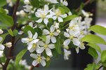 Malus 'Jewelcole' Flowers JWB15.JPG