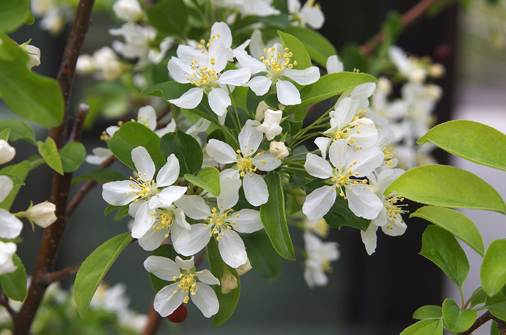 Malus 'Jewelcole' Flowers JWB15.JPG