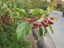 Malus 'Jewelcole' Fruit 1 HMS16.JPG