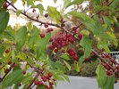 Malus 'Jewelcole' Fruit 2 HMS16.JPG