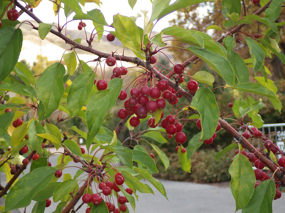 Malus 'Jewelcole' Fruit 2 HMS16.JPG