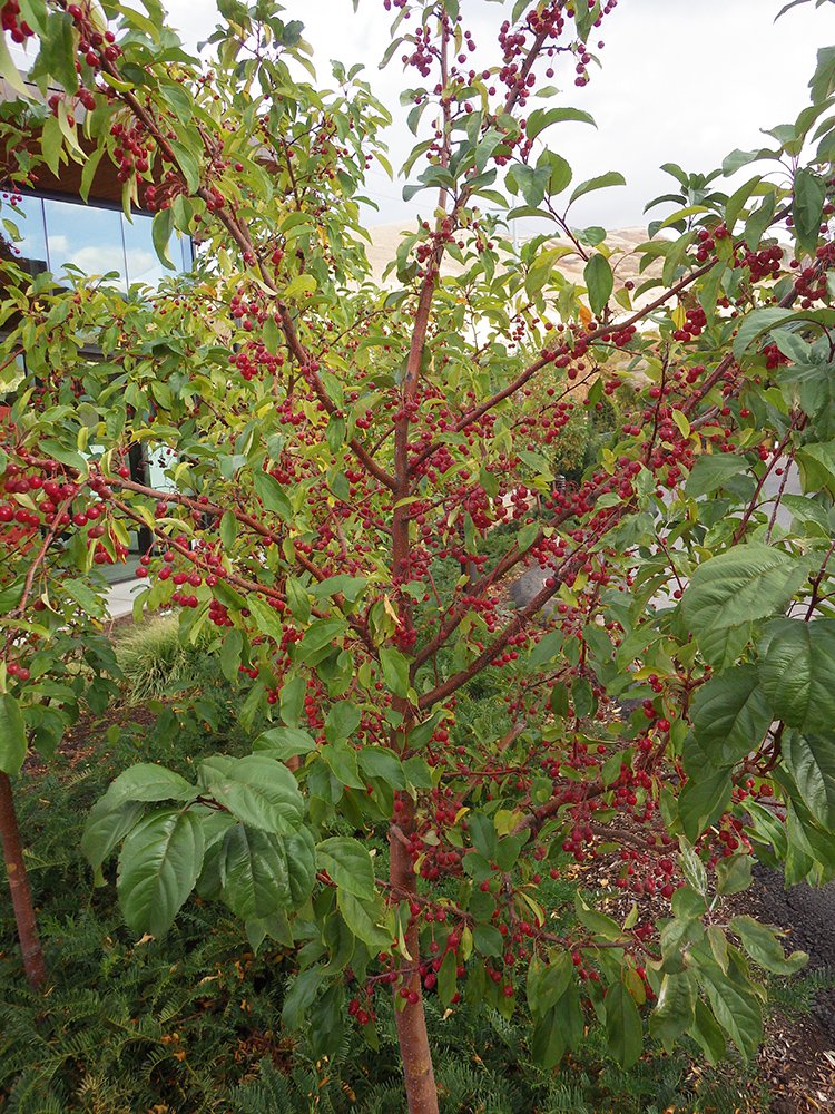 Malus 'Jewelcole' Fruit 3 HMS16.JPG