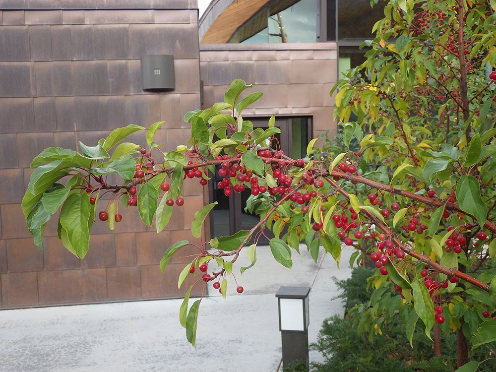 Malus 'Jewelcole' Fruit on Branch HMS16.JPG
