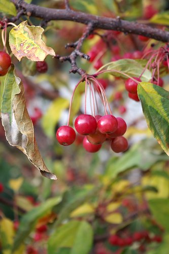 Malus 'Jewelcole' Fruits 1 JWB18.JPG