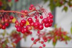Malus 'Jewelcole' Fruits JWB18.JPG