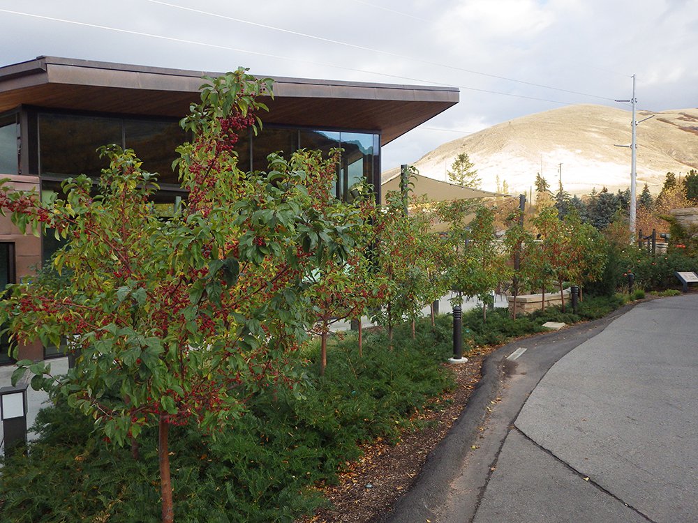 Malus 'Jewelcole' Group Planting Fall Fruit HMS16.JPG