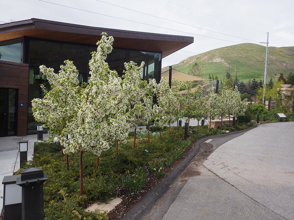 Malus 'Jewelcole' Group Planting Flower HMS16.JPG