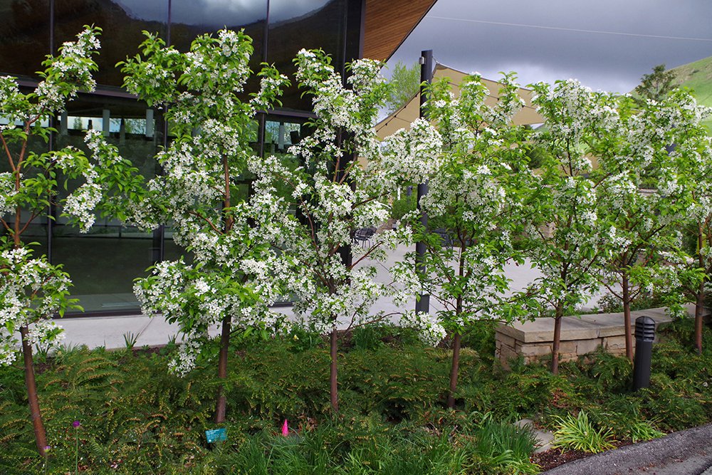 Malus 'Jewelcole' Habit in Flower 1 JWB19.JPG