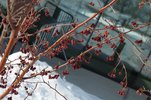 Malus 'Jewelcole' Winter Fruit 1 HMS16.JPG
