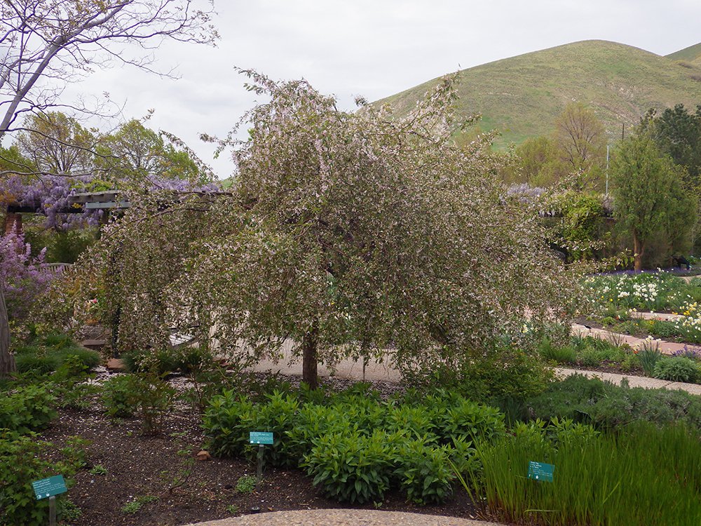 Malus 'Louisa' FG Habit in Flower HMS16.JPG