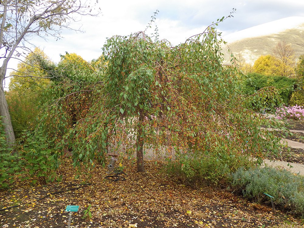 Malus 'Louisa' FG Habit in Fruit HMS16.JPG