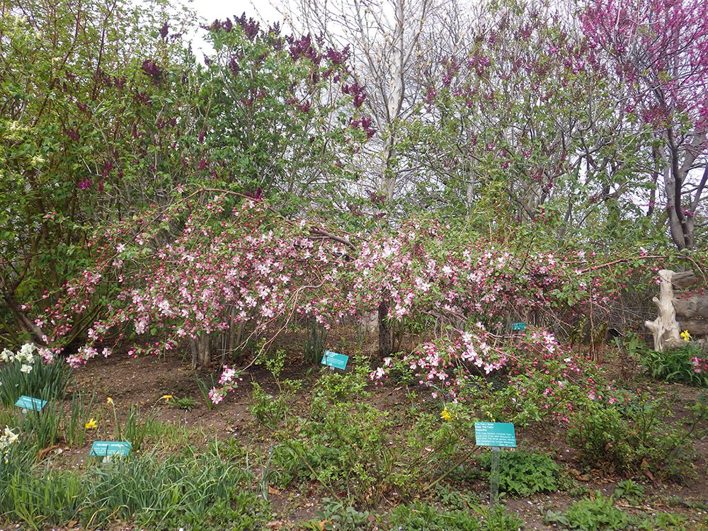 Malus 'Louisa' FW Flower Habit HMS16.JPG