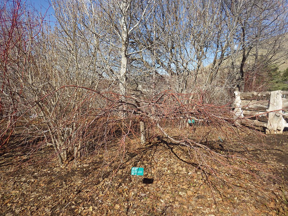 Malus 'Louisa' FW Winter Habit HMS16.JPG