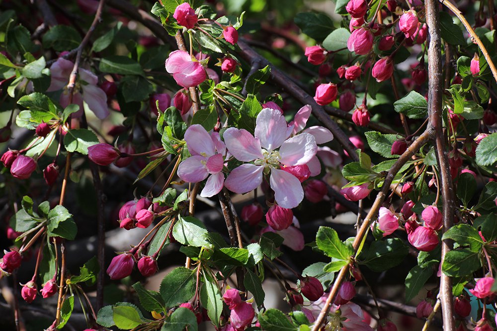 Malus 'Louisa' Flower AJJ16.JPG