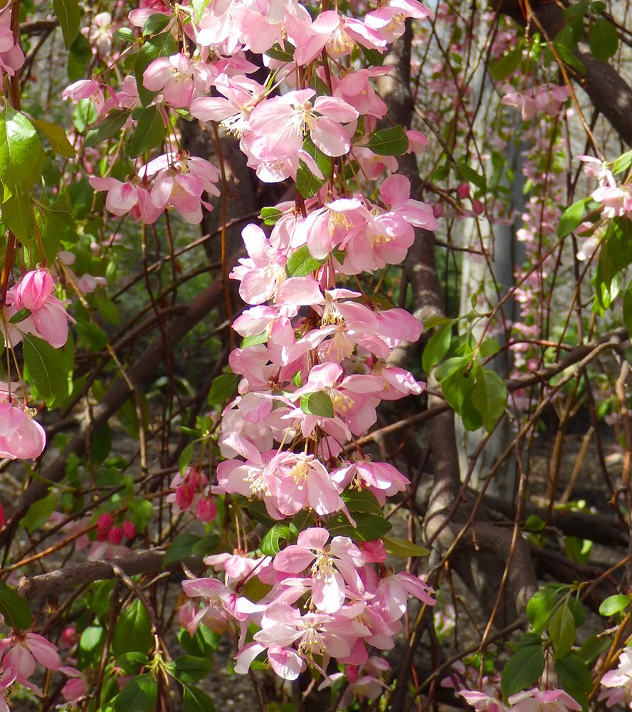 Malus 'Louisa' Flowers JWB15.JPG
