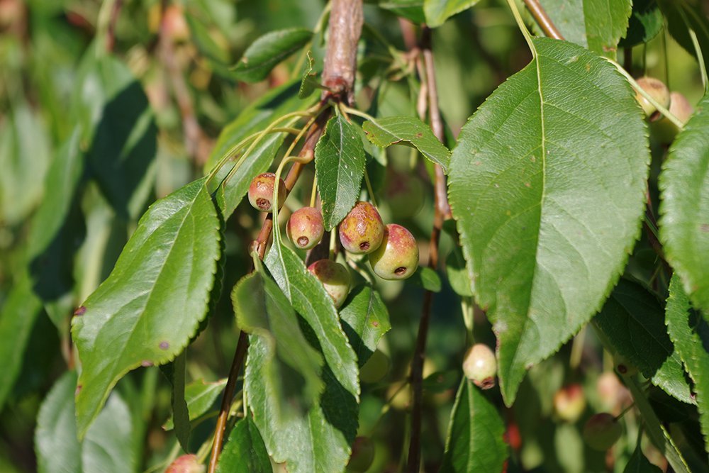 Malus 'Louisa' Fruit LEG17.JPG