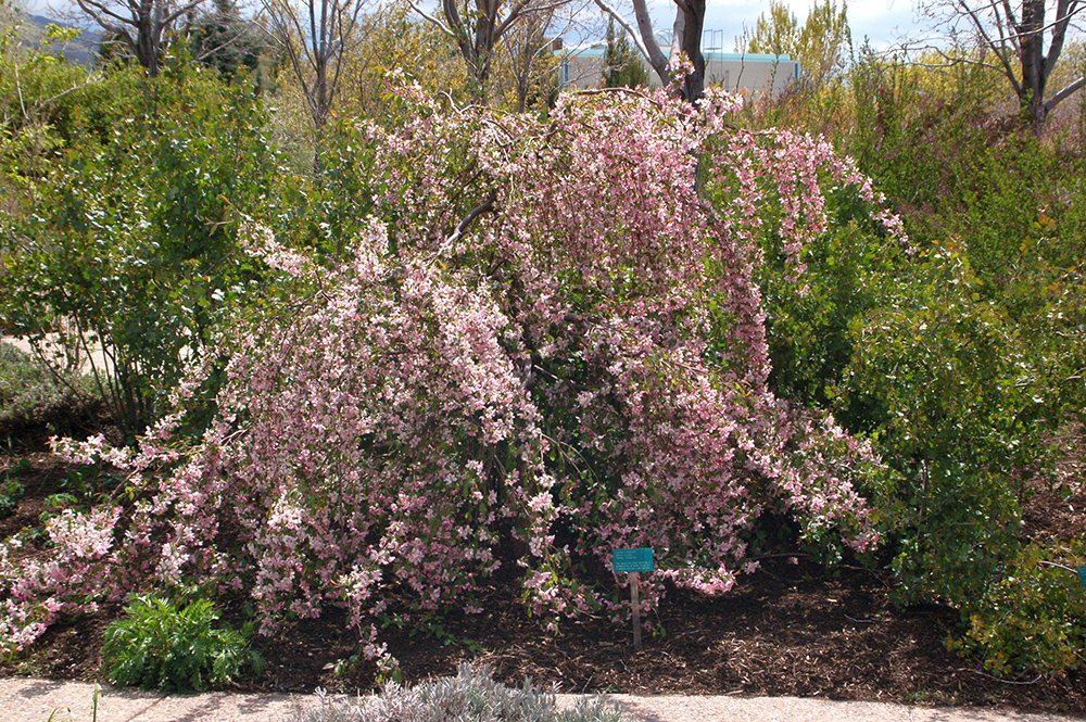 Malus 'Louisa' Habit JWB.JPG