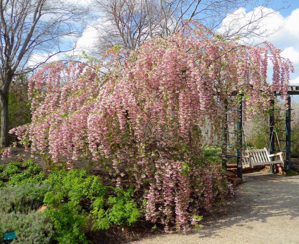 Malus 'Louisa' Habit in Flower 2 JWB15.JPG