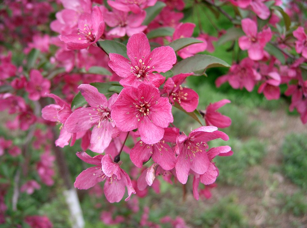 Malus 'Prairiefire' Flowers.JPG