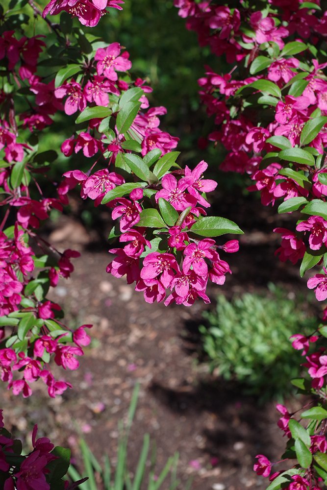 Malus 'Prairiefire' Flowers 2 JWB18.JPG