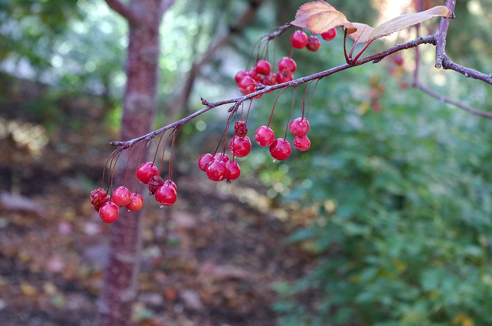 Malus 'Prairiefire' HMS15.JPG