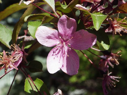 Malus 'Prairifire' Flower JWB17.JPG