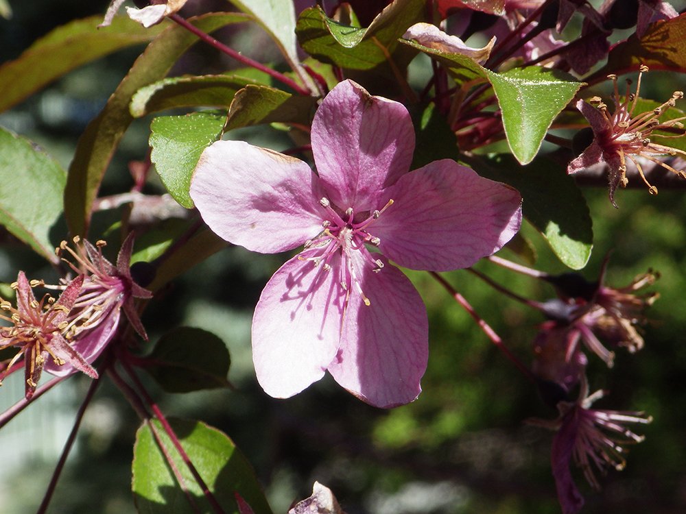 Malus 'Prairifire' Flower JWB17.JPG