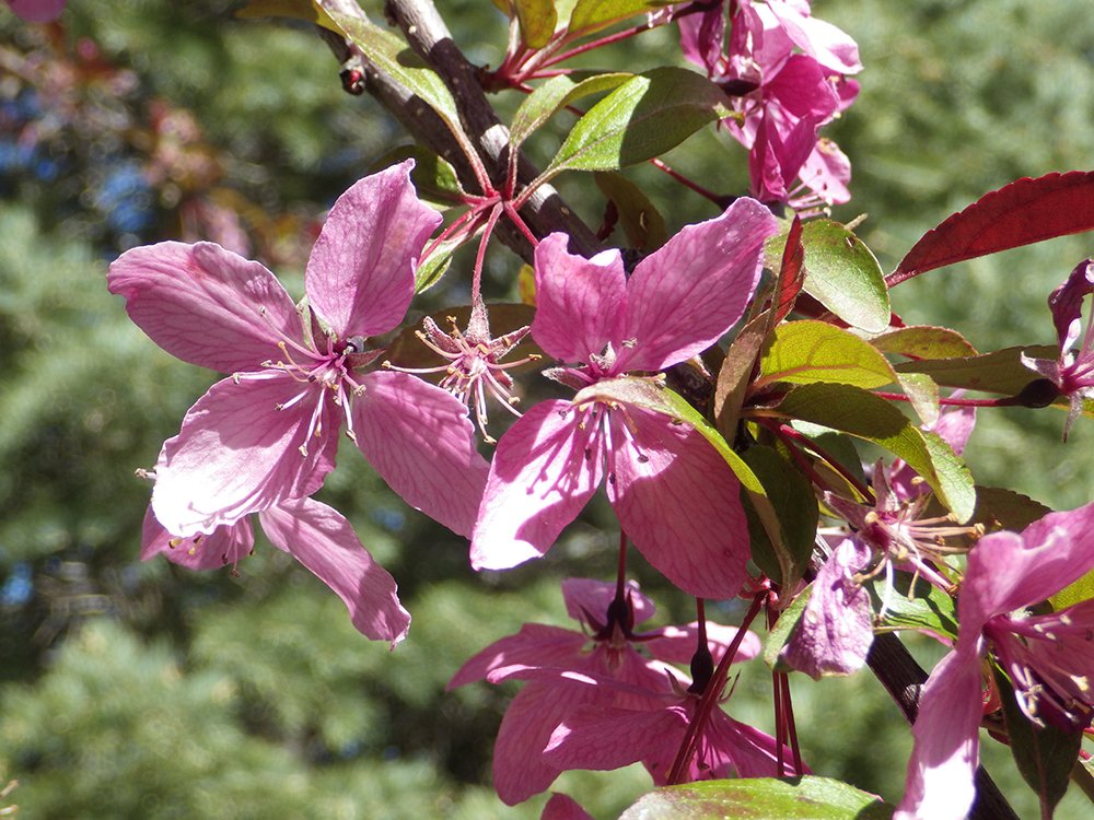Malus 'Prairifire' Flowers JWB17.JPG