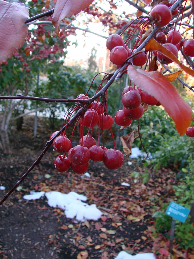Malus 'Prairifire' Fruit EB.JPG
