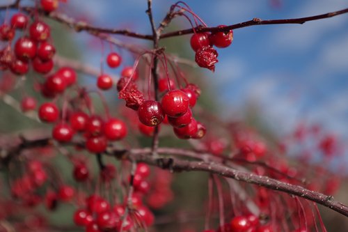 Malus 'Royal Raindrops' Container Fruit 1 LEG17.JPG