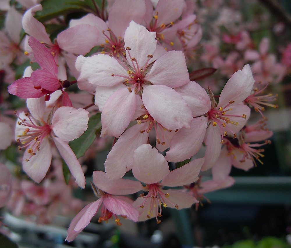 Malus 'Royal Raindrops' Flowers JWB12.JPG