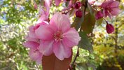 Malus 'Seikirk' Flower 1 HMS18.JPG