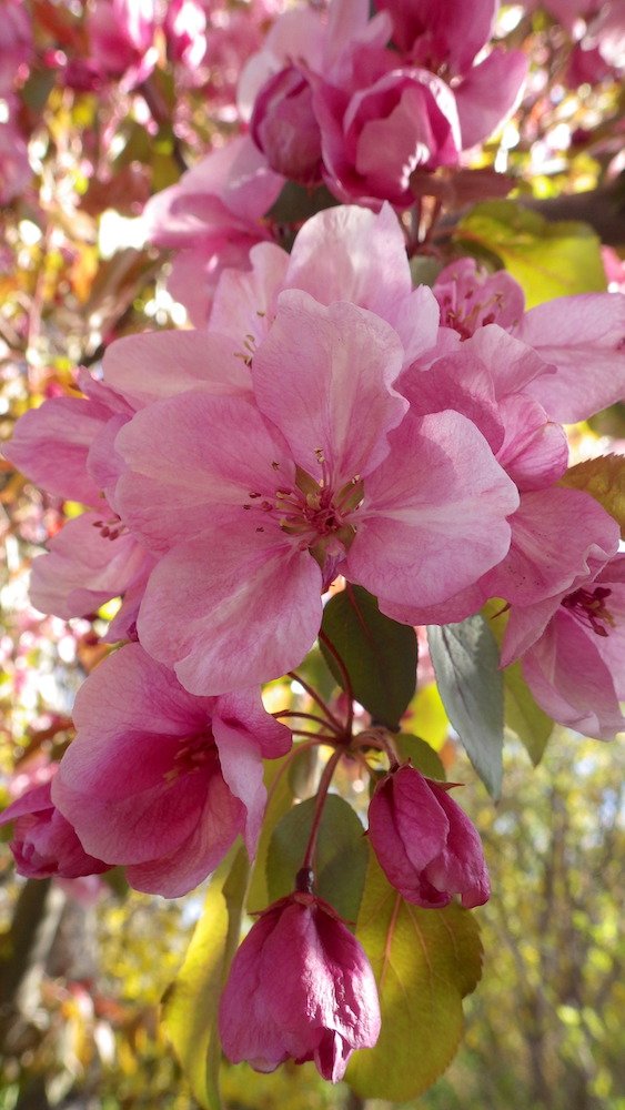 Malus 'Seikirk' Flower 5 HMS18.JPG